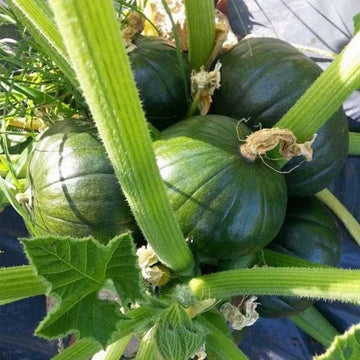 Round Zucchini Vegetable Seeds