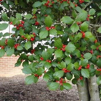 Red Ilex opaca berry shrub seeds