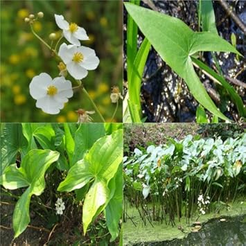 Green Katniss Plant Seeds for Planting -heirloom & Non-GMO Seeds