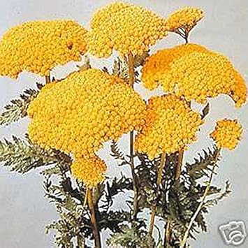 Heirloom Yellow Yarrow Flower Seeds for Planting, Non-GMO