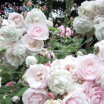 Light Pink Polyantha Rose Plant Seeds for Garden - Heirloom Non-GMO Seeds for Planting