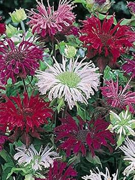 Mixed Monarda Didyma Flower Seeds for Garden - NON GMO Seeds