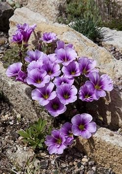 Purple Oxalis Laciniata Seeds – Heirloom, Non-GMO Flower Seeds for Planting for planting in your garden.