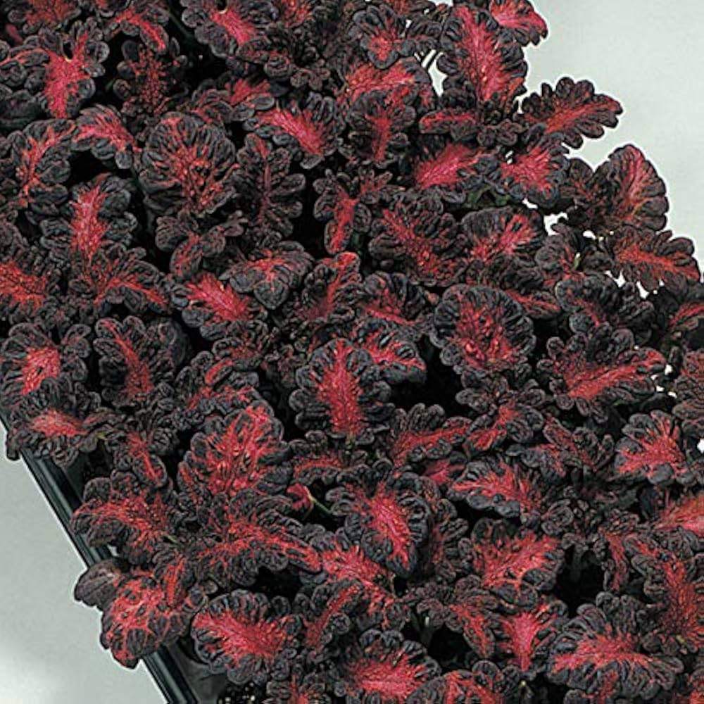 Black Dragon Coleus Flower Seeds for Planting - NON GMO Seeds seeds for planting in home garden