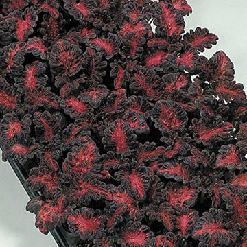 Black Dragon Coleus Flower Seeds for Planting - NON GMO Seeds