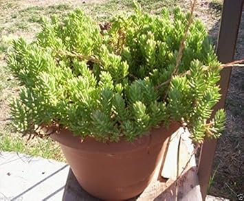 Green Sedum Montanum Plant Seeds for Planting - NON GMO Seeds