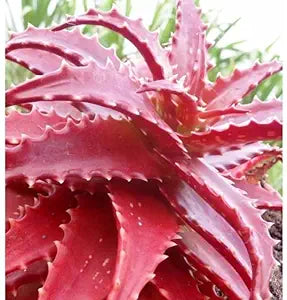 Rare Red Aloe Vera Plant Seeds for Planting-Heirloom & Non-GMO Seeds for planting – Fresh Herb for Your Garden