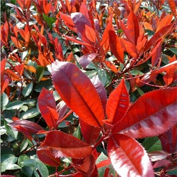 Red Photinia Planting Seeds for Garden NON GMO Seeds