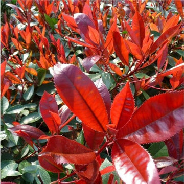 Red Photinia Robin Plant Seeds for Planting, 100 pcs
