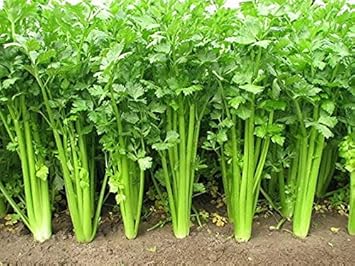 Celery Vegetable Seeds for Planting - 100 Pcs pcs