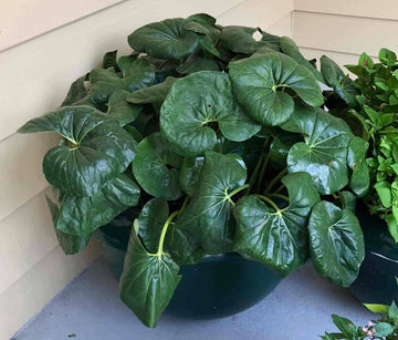 Farfugium Japonicum Plant Seeds for Planting - NON GMO Seeds