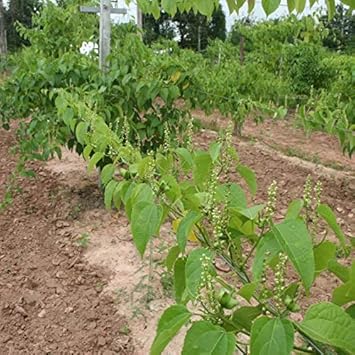 Sacha Inchi (Mountain Peanut) Plant Seeds - Superfood, Non-GMO, Organic 100 Pcs pcs