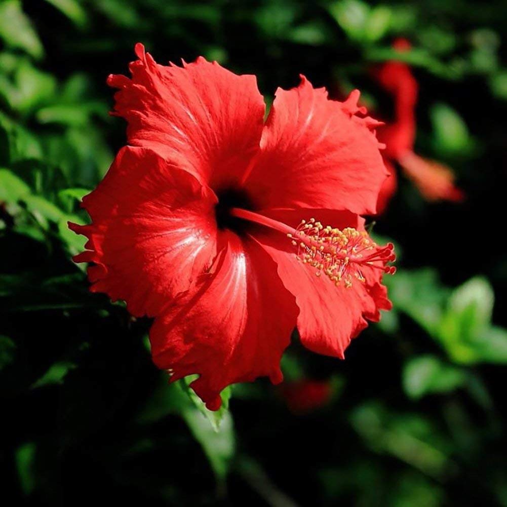 Heirloom Non-GMO Hibiscus Flower Seeds | Fresh Tropical Blooms for Garden & Balcony Planting seeds for planting in home garden