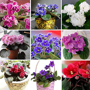 Violet Matthiola Incana Planting Seeds for Garden NON GMO Seeds