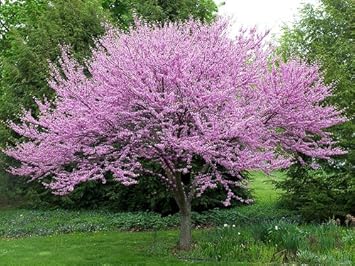 Organic Heirloom Non-GMO Pink Redbud Tree Seeds for Planting – Ornamental Blooms