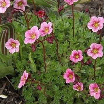 Pink Saxifraga Flower Seeds for Planting - NON GMO Seeds
