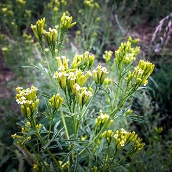 Yellow Tagetes Minuta Flower Seeds for Planting - NON GMO Seeds
