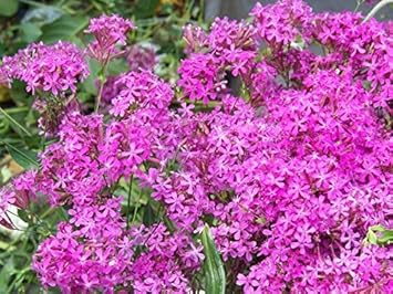 Violet Lychnis Flower Seeds for Planting - 100 pcs