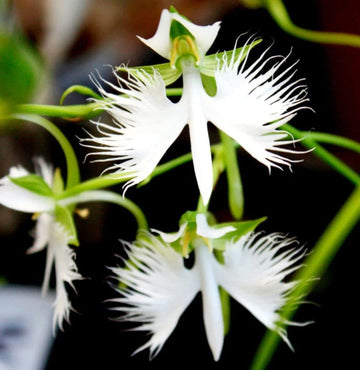 Heirloom Non-GMO Egret Flower Seeds for Planting – Unique Orchid-Like Blooms for Gardens