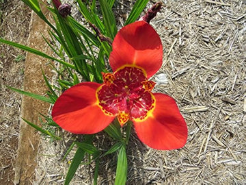 Red Tigridia Pavonia Flower Seeds for Planting, NON GMO Seeds