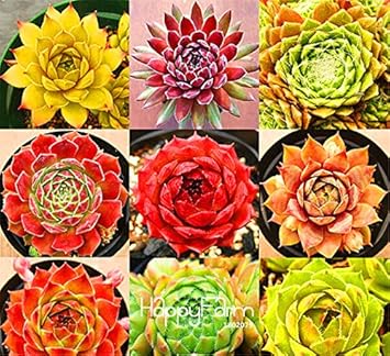 Mixed Sempervivum Flower Seeds for Planting 100 pcs