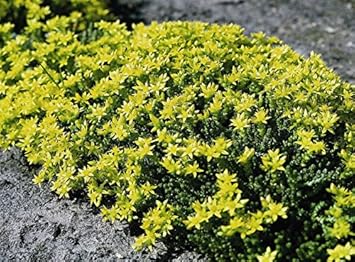 Heirloom Non-GMO Yellow Sedum Flower Seeds for Planting – Drought-Tolerant Ground Cover Blooms