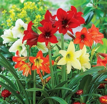 Mixed Amaryllis flower seeds – heirloom, non-GMO flower seeds for planting