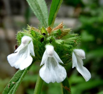 Leucas Aspera Herb Seeds