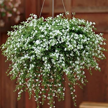 Heirloom Non-GMO White Snowtopia Flower Seeds for Elegant Garden Borders and Winter Planting