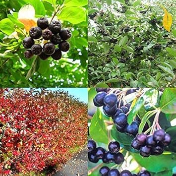 Aronia Melanocarpa Fruit Seeds for Planting - Nutrient-Dense Superfoods, Heirloom & Non-GMO Seeds
