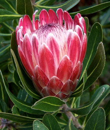 Organic Pink White Protea Flower Seeds for Planting – Heirloom, Non-GMO