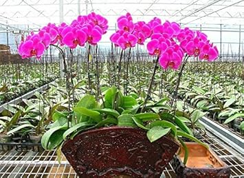 Violet Hydroponic Orchid Flower Seeds for Garden - NON GMO Seeds