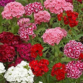 Heirloom Non-GMO Sweet William Flower Seeds for Planting – Colorful Blooms for Borders and Cottage Gardens