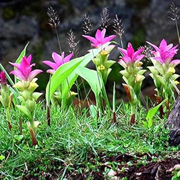 Pink Turmeric Flower Seeds for Planting ƒ?? Organic, Heirloom, Non-GMO Curcuma Blooms