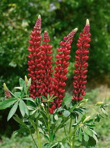 Maroon Lupine Flower Seeds for Planting NON GMO Seeds