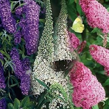 White Butterfly Bush Flower Seeds for Planting, 100 Pcs pcs