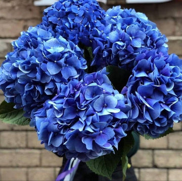 Heirloom Non-GMO Ranunculus Flower Seeds for Planting – Blue Blooms, Vibrant and Elegant