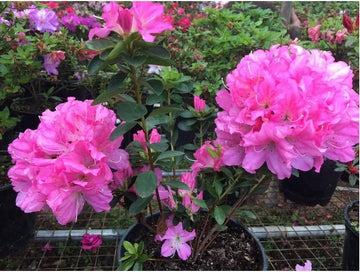 Azalea Flower Seeds for Planting, Purple, NON GMO Seeds