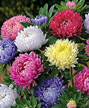 Heirloom Non-GMO Mixed Chinese Aster Flower Seeds for Planting â€“ Vibrant Colorful Garden Blooms