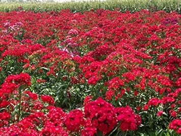 Organic Red William Flower Seeds for Planting – Heirloom, Non-GMO for planting in your garden.