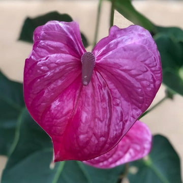 Pink Anthurium Andraeanum Flower Seeds for Planting - Heirloom and Non-GMO garden seeds