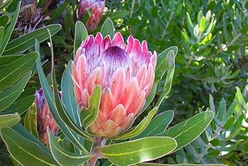 Heirloom Non-GMO Protea Cynaroides Flower Seeds for Striking Garden Landscapes and Outdoor Planting