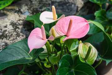 Heirloom Non-GMO Anthurium Flower Seeds for Planting – Baby Pink Exotic Blooms