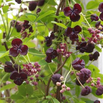 Akebia Quinata Flower Seeds for Planting - NON GMO Seeds