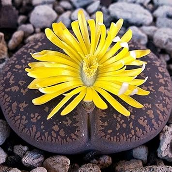 Living Stone Succulent Flower Seeds for Planting - Non GMO & Heirloom seeds