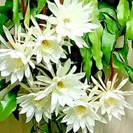 Epiphyllum Bumpkin pink flower cuttings for pot planting