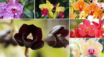 Heirloom Butterfly Orchids Mixed Flower Seeds – Non-GMO Exotic Garden Blooms for Planting