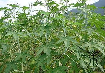 Green Scutellaria Baicalensis Plant Seeds for Planting - NON GMO Seeds