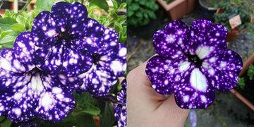 Blue & White Petunia Flower Seeds for Planting - Heirloom, NON-GMO Garden Blooms - Easy to Grow