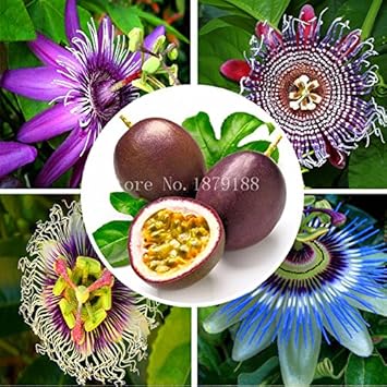 Mixed Passiflora Flower Seeds – Heirloom Non-GMO Seeds for Tropical and Decorative Garden Planting